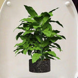 Sticker Toilette<br> Abattant WC Plante Jungle