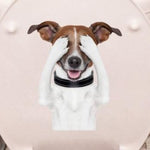 Sticker Toilette<br> Abattant WC Chien Cache Cache