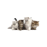 Sticker Toilette<br> Abattant WC Petits Chatons