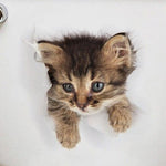 Sticker Toilette<br> Chaton Apeuré 3D